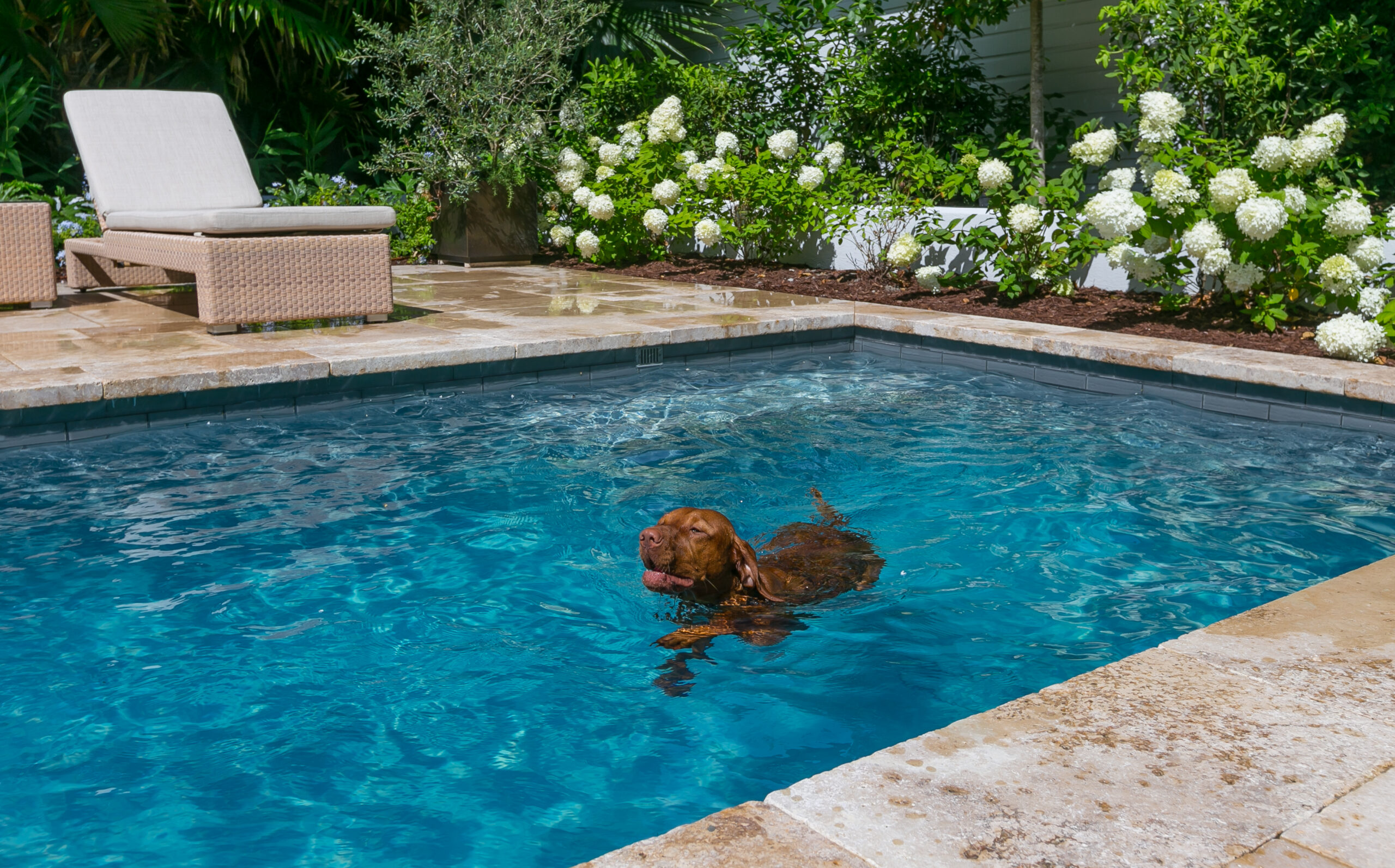 Safety First: Designing a Pet and Child-Friendly Pool Environment